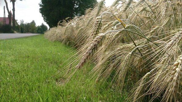 Kłosy
