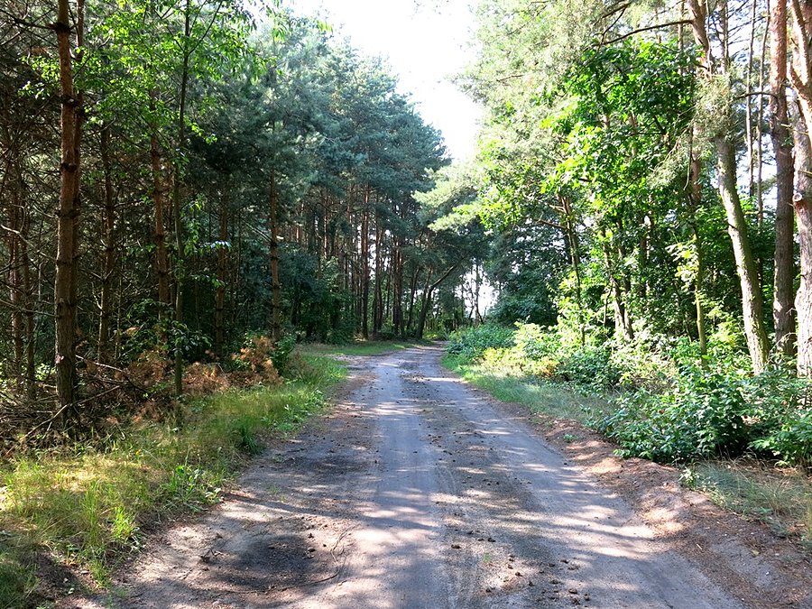 Droga leśna prowadząca do stawów w Sangrodzu