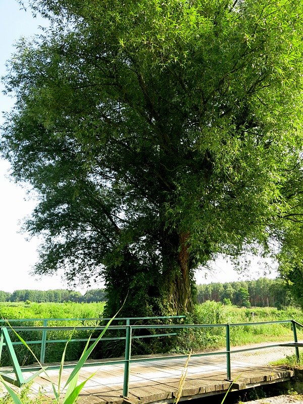 Przy mostku koło stawów sangrodzkich