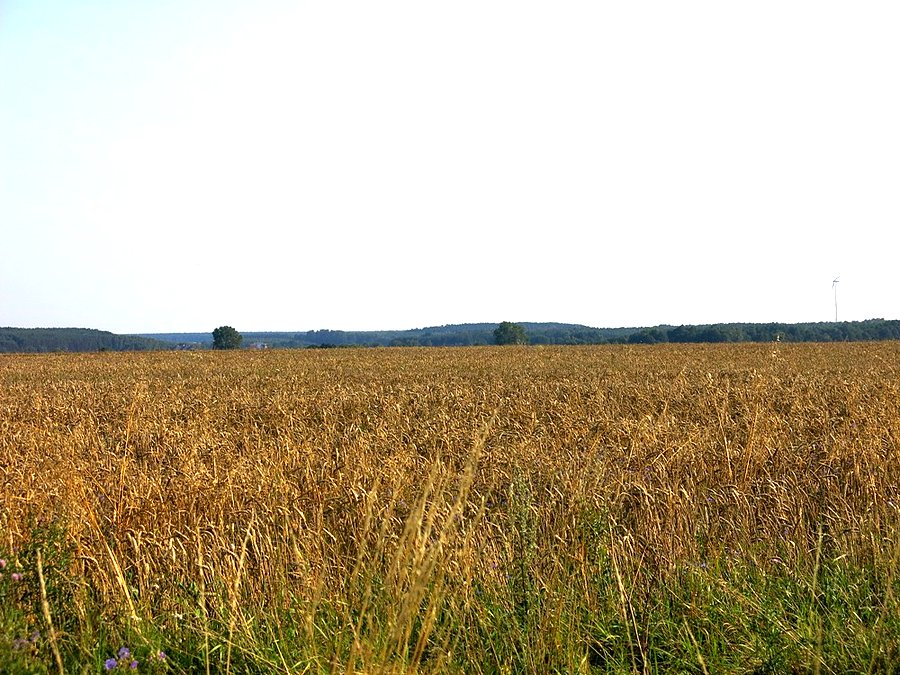 Około tomaszowskie pagórki