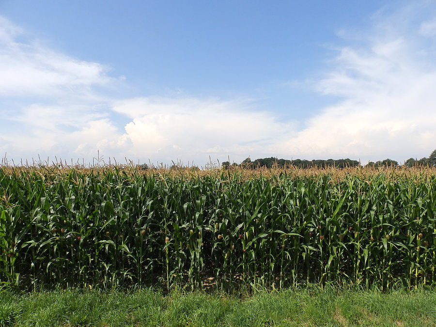 Wybudowująca się burza