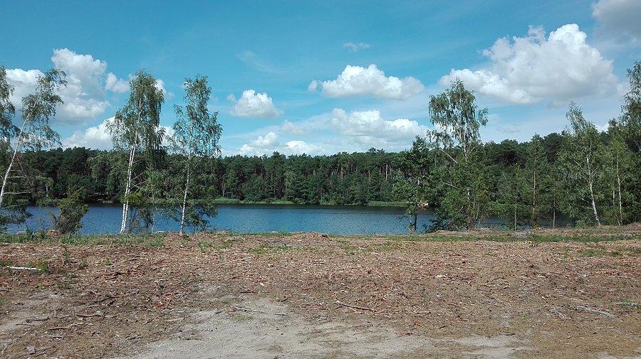 Wycinka nad Jeziorem Białym