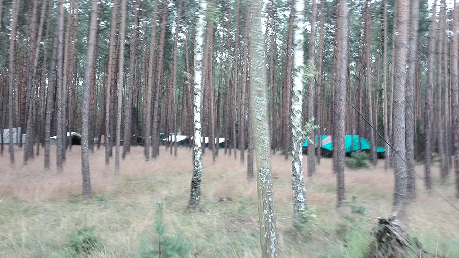 Krówka Leśna