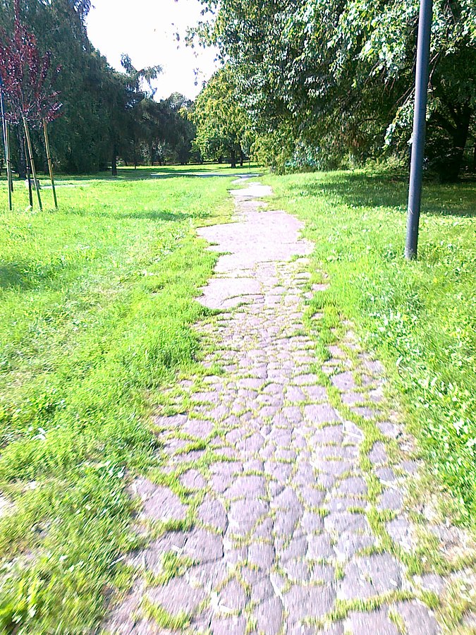 Trawa przerasta nawet asfalt