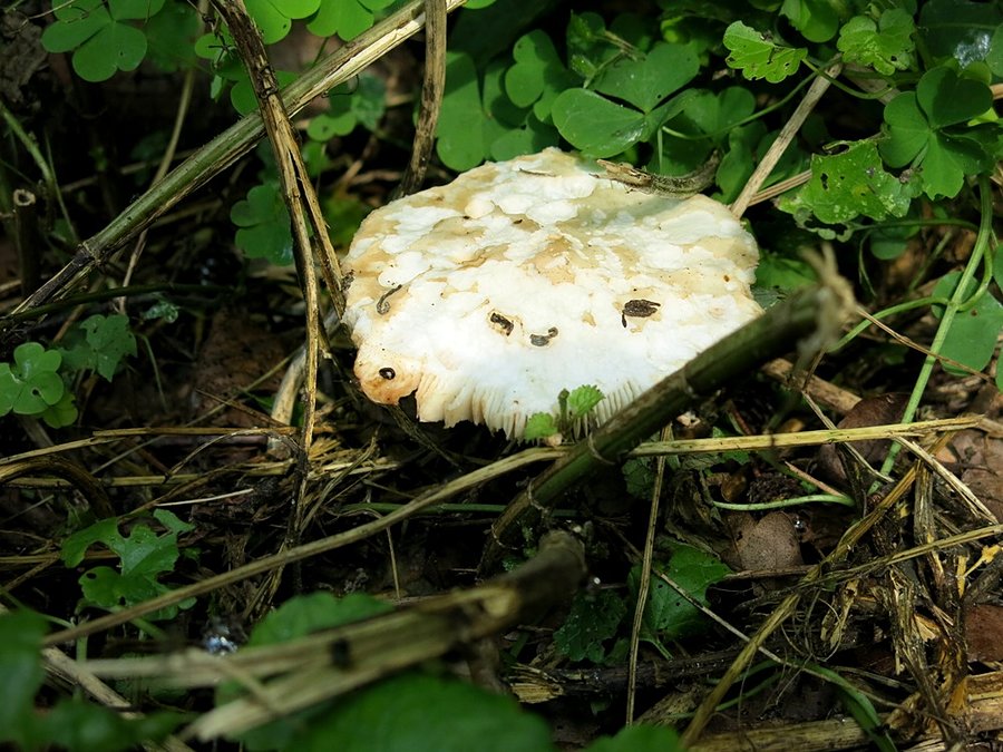 Leśny grzyb