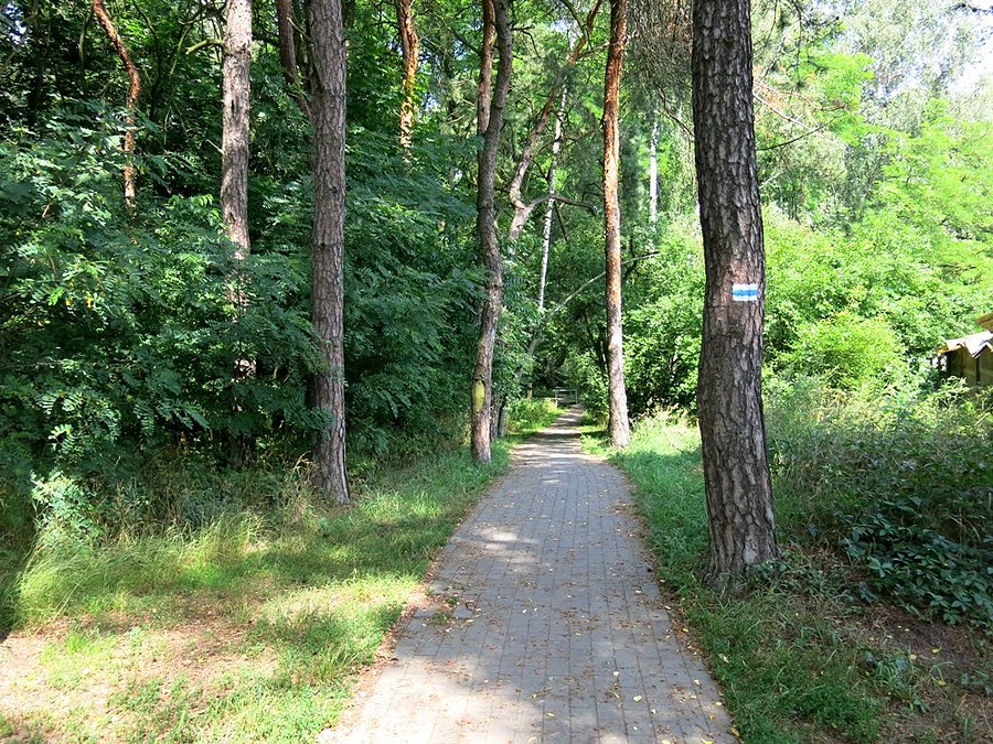 Niebieskim pieszym