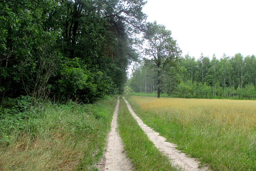 Leśny dukt