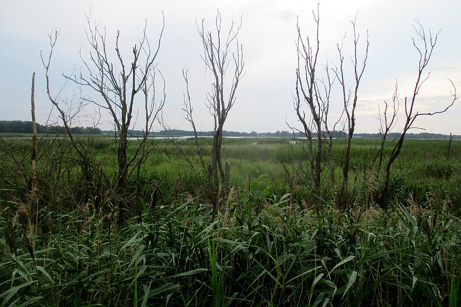 Obumarłe drzewa nad jeziorem Krzczeń