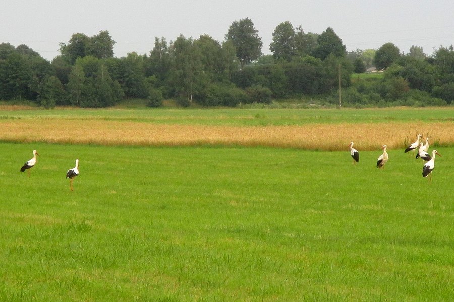 Bociany na łące