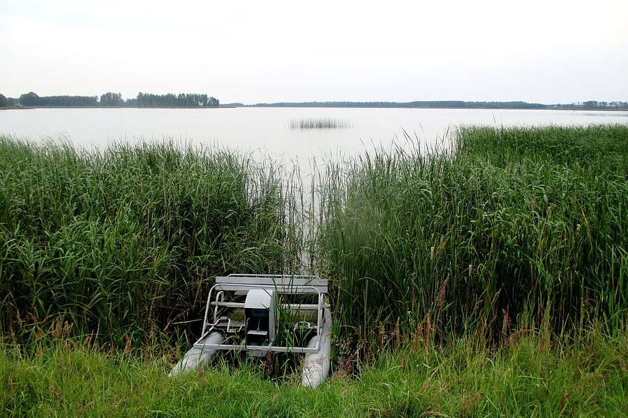 Rower w zaroślach