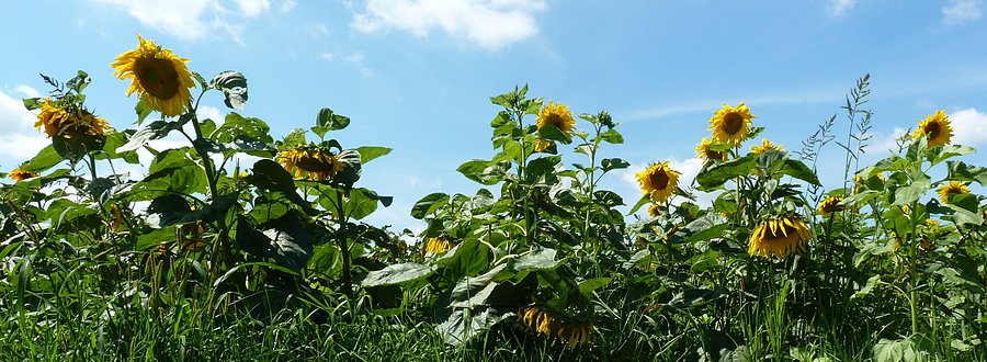 Słoneczniki a'la Vincent'a van Gogh'a
