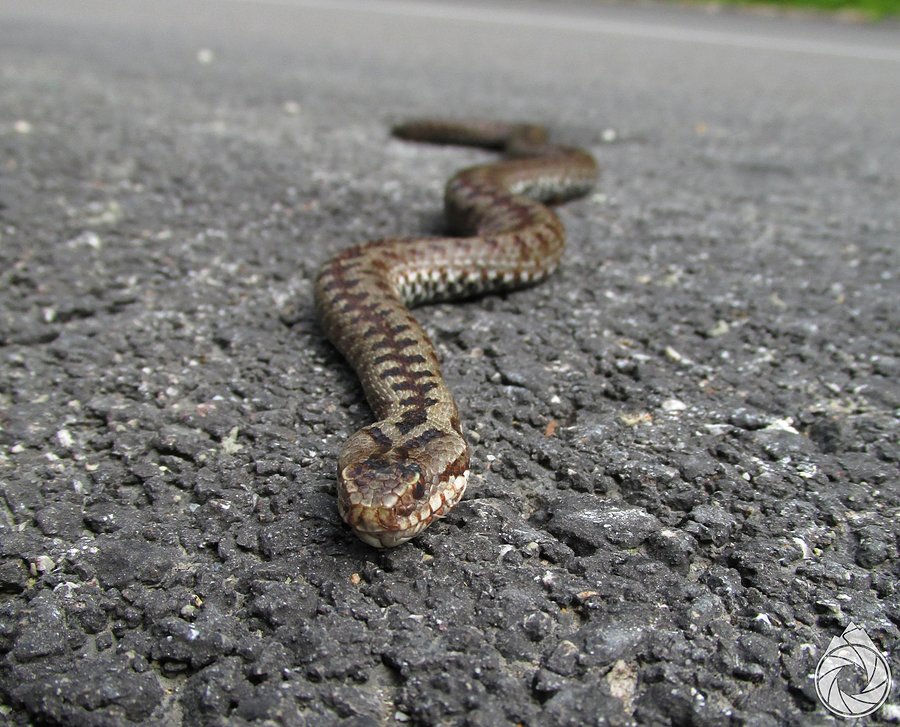 Miejscowa herpetofauna