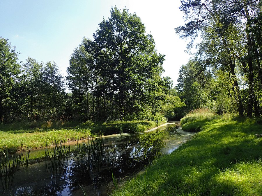 Leśny zbiornik przeciwpożarowy