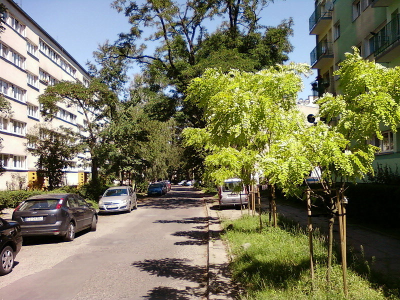 Nowe sadzonki przy Okrzei