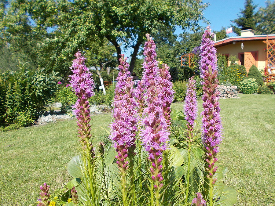 Moja liatria