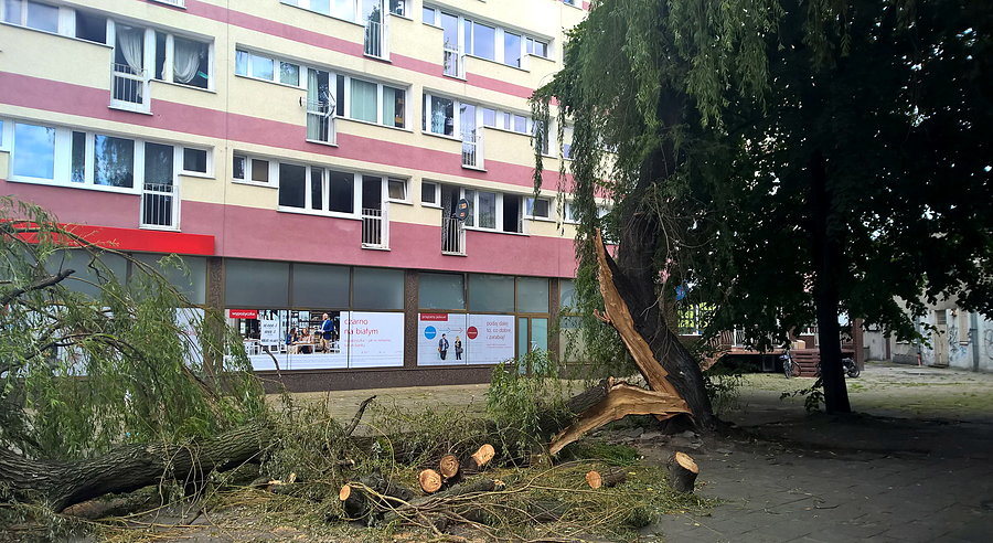 To drzewo padło na zapleczu Placu Żołnierza