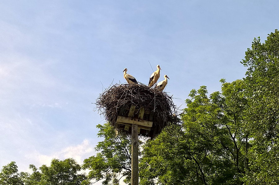 Smolęcin i przepełnione gniazdo bocianie