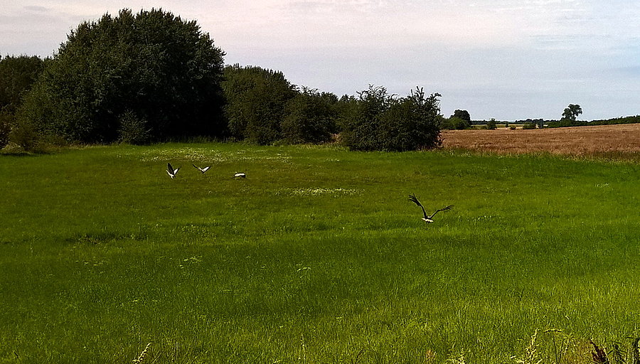 Pod miejscowością Warnik - żal, że nie wziąłem ze sobą aparatu fotograficznego