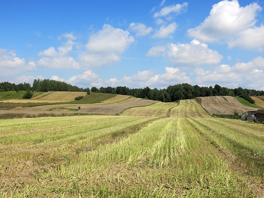Widok w okolicy wsi Zarzeka, między Nałęczowem a Wąwolnicą