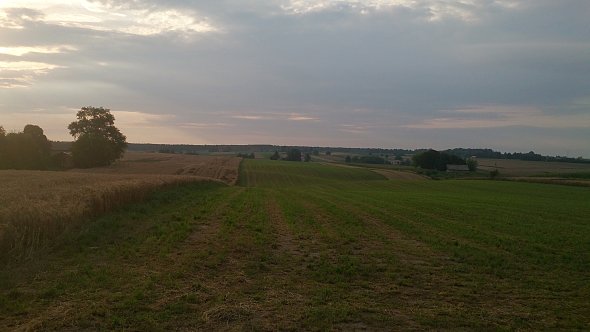 Zielone pola w Zemborzycach