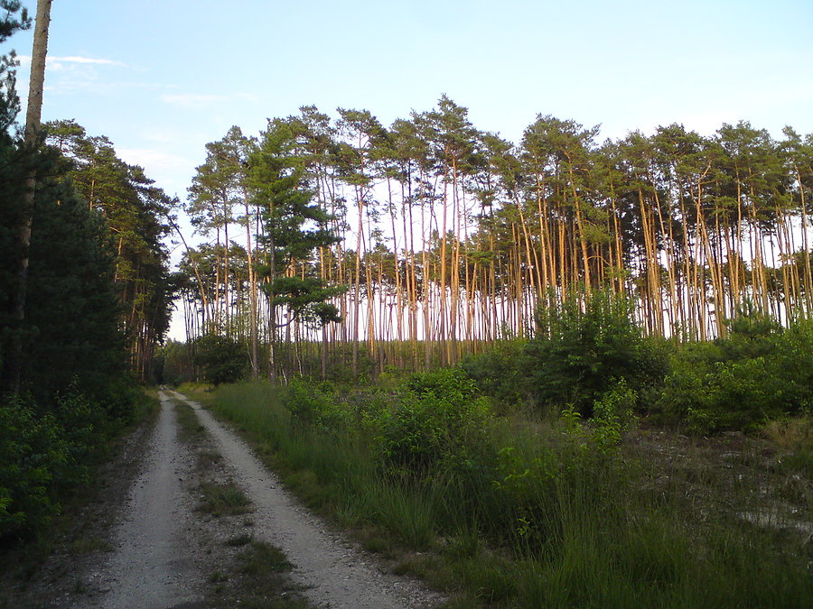 Trochę przestrzeni po wycince