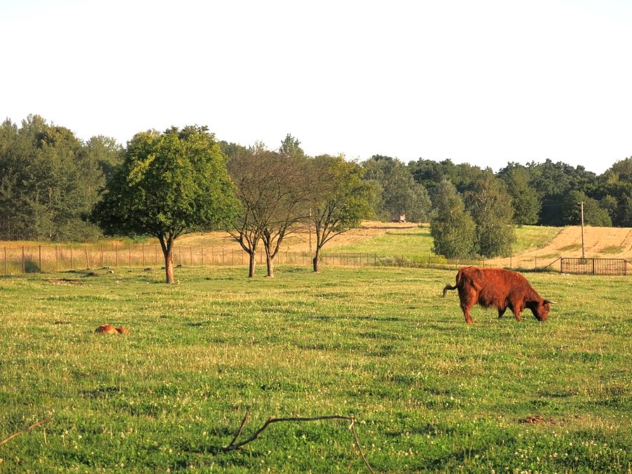Stary wyga ;) na kampingu koło Nałęczowa