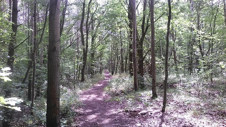 Łódź Brus