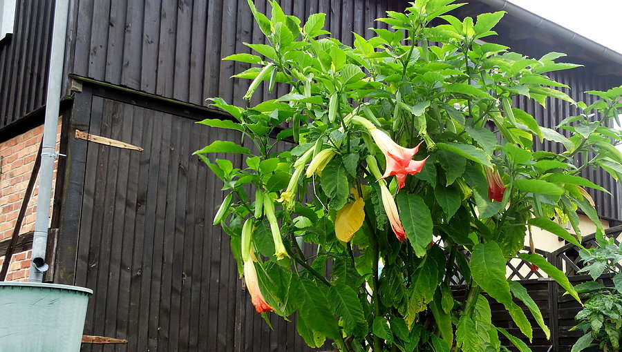 Datura z Pampow - jak co roku pięknie kwitnie