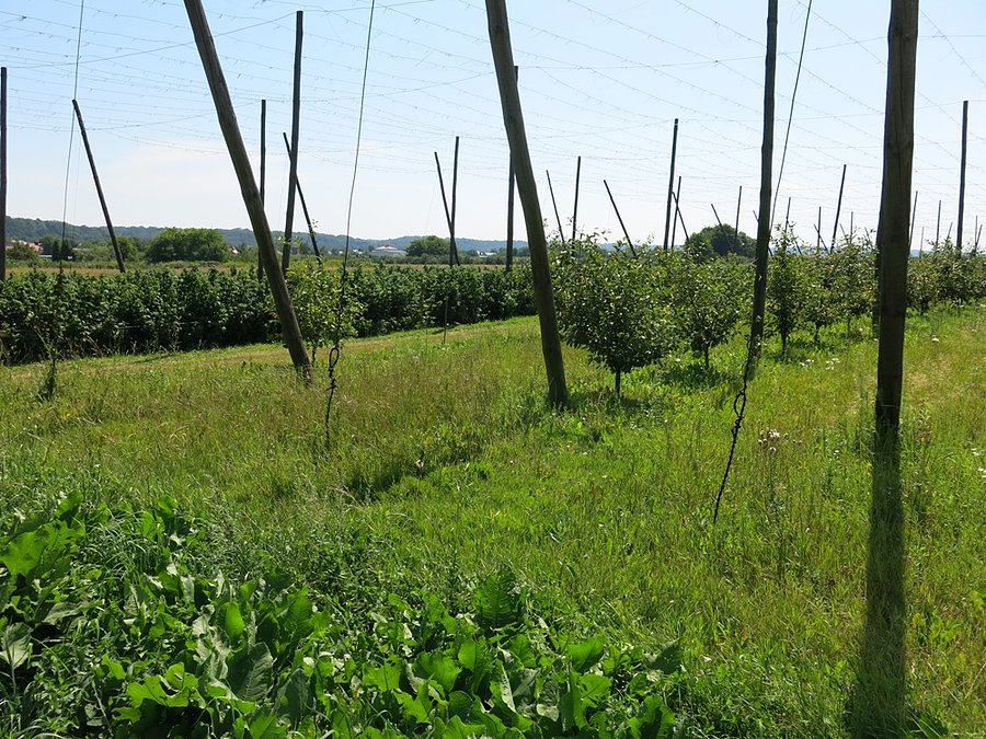 Uprawa chmielu nad Wisłą - Puławy
