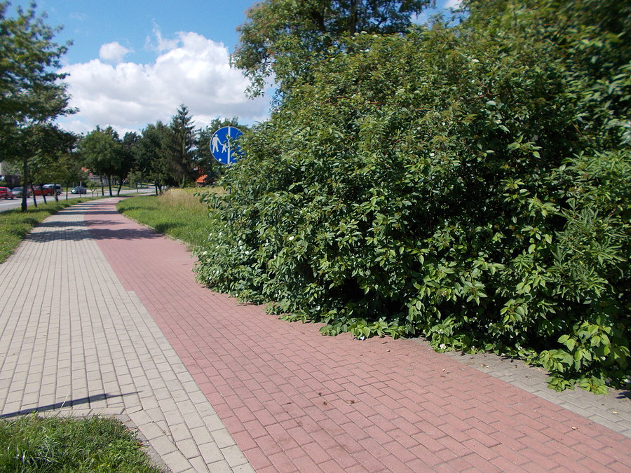 Zarośnięta ścieżka