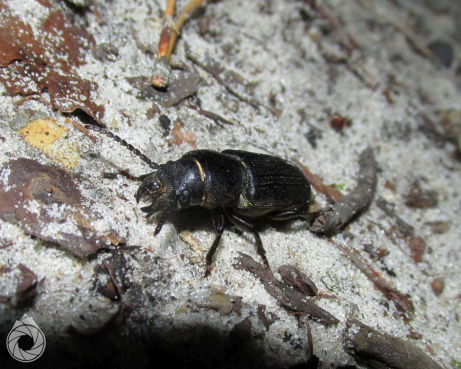 Spondylis buprestoides akurat ma loty