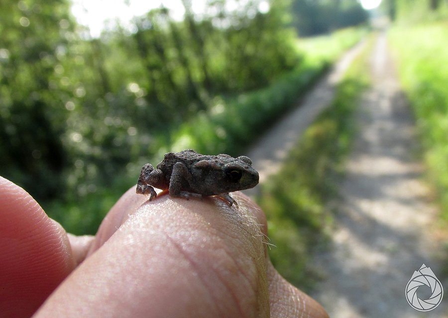 Malutka przedstawicielka miejscowej herpetofauny