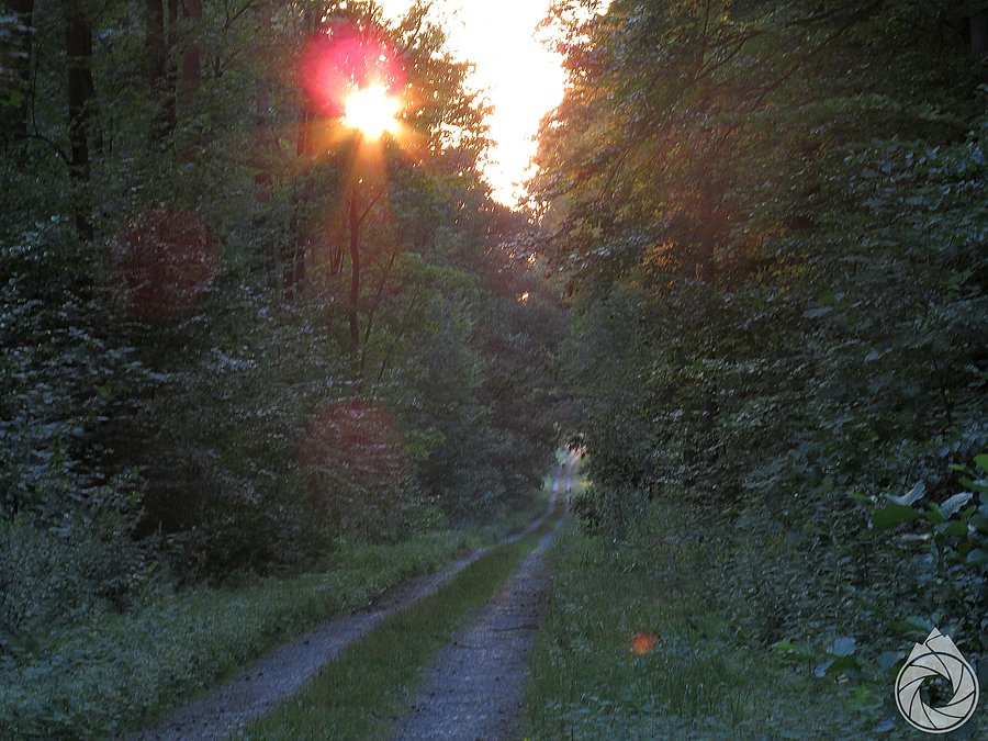 Las mroczków