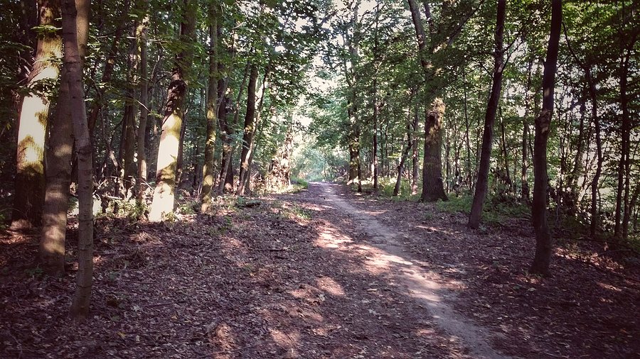 Las Bielański