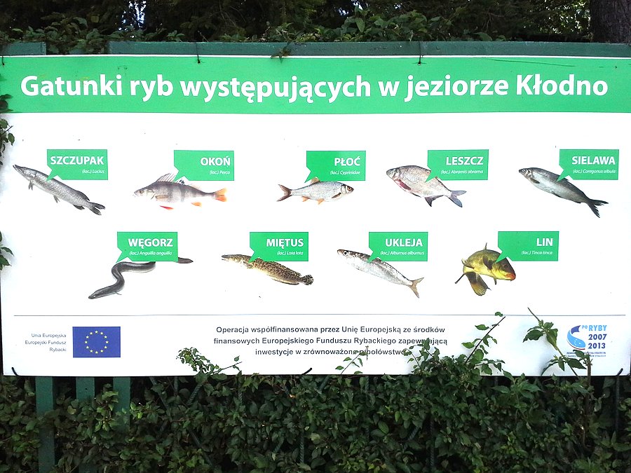 Gatunki ryb wystepujące w jeziorze Kłodno