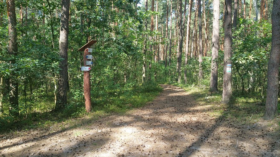 Gdzieś na szlaku w Puszczy