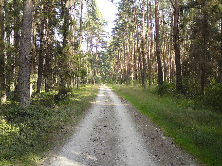Roszkowice - Bielice