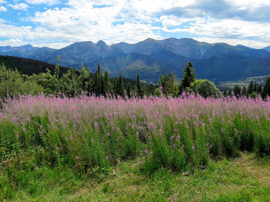 Tatry ze szlaku pomiędzy Gubałówką a Kościeliskiem