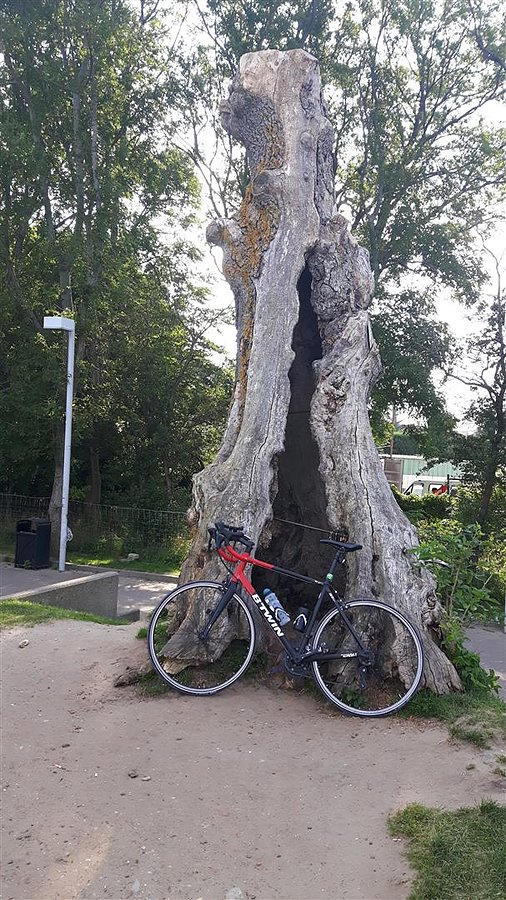 Bystry baranek w Trzęsaczu