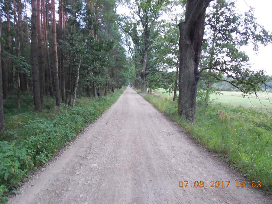 Przede mną 5 km prościutkiej drogi przez las