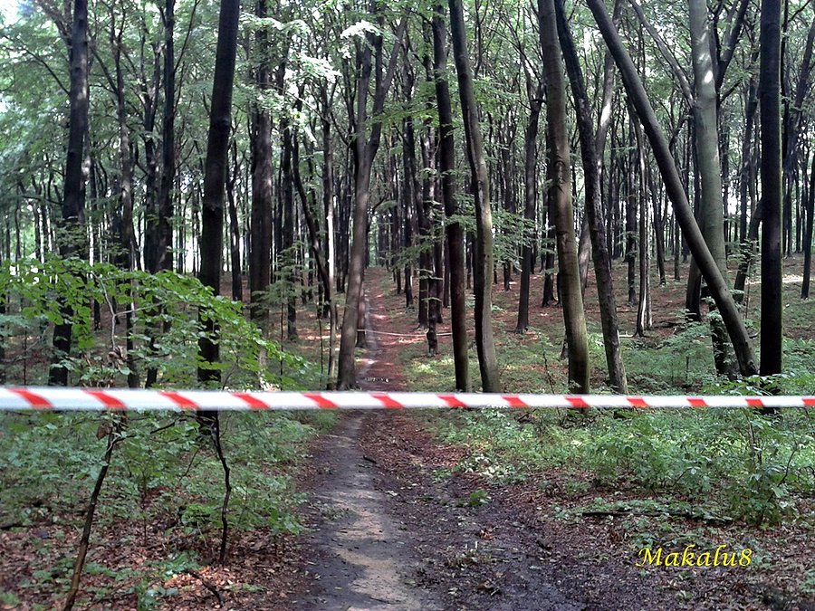 Segiet, kilka drzew niebezpiecznie się przechyla