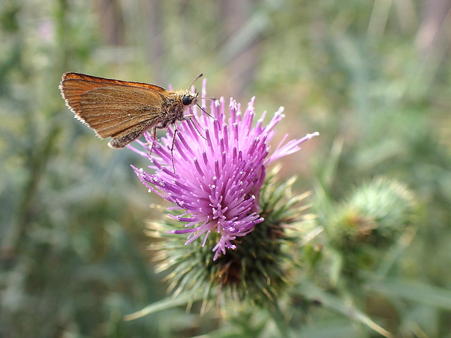 Motyl na oście
