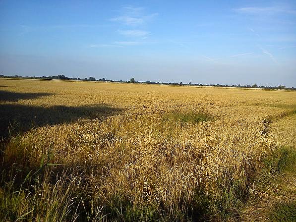 Żuławy to jeden z ważniejszych spichlerzy polskich- słoneczna pogoda sprzyjała intensywnym żniwom. Kombajny jeździły po polach do późnej nocy