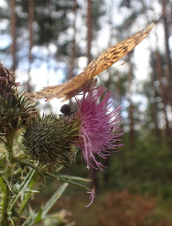 Dwóch amatorów ostów