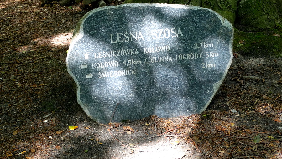 Z Puszczy Bukowej