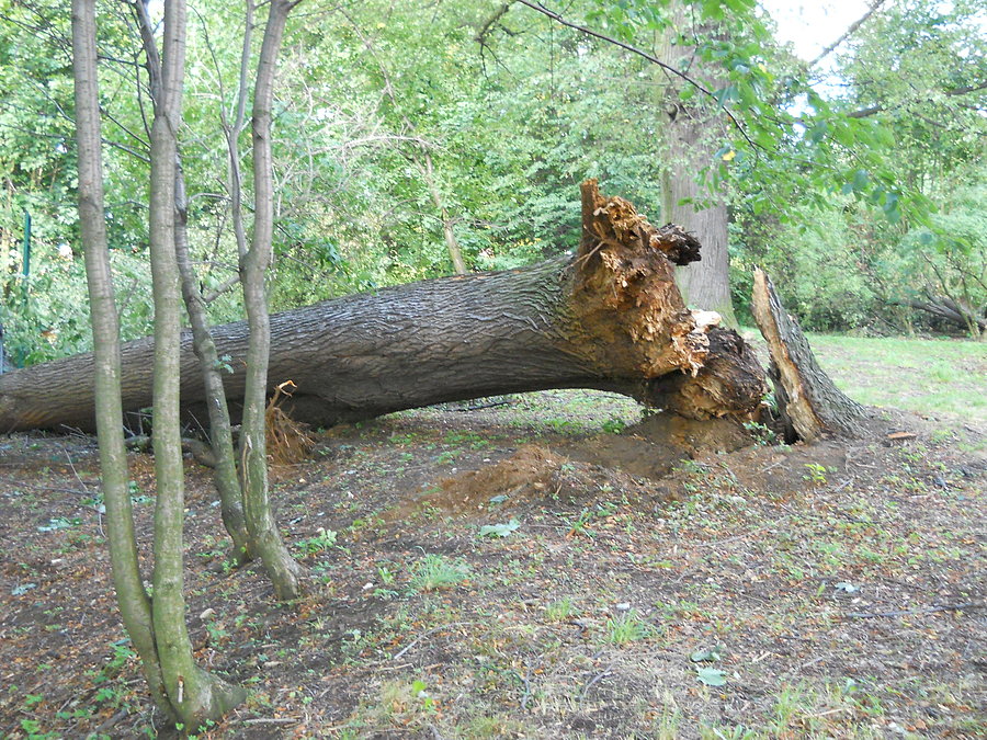 Skutki wichury