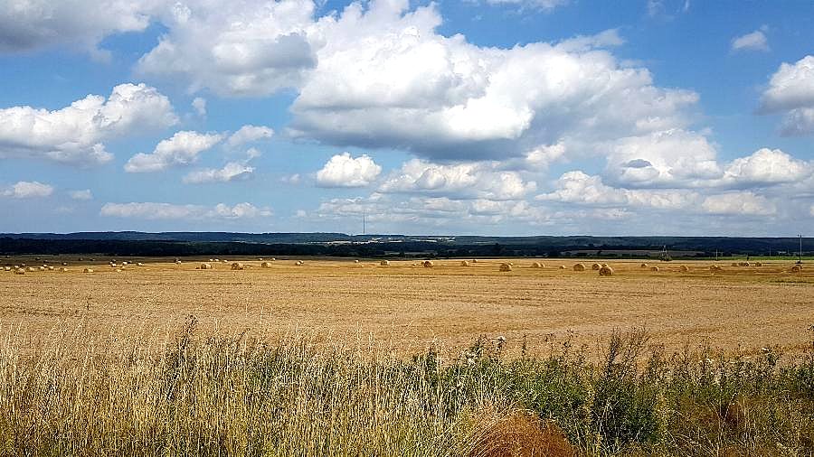 Puszcza Bukowa - widok z Gardna