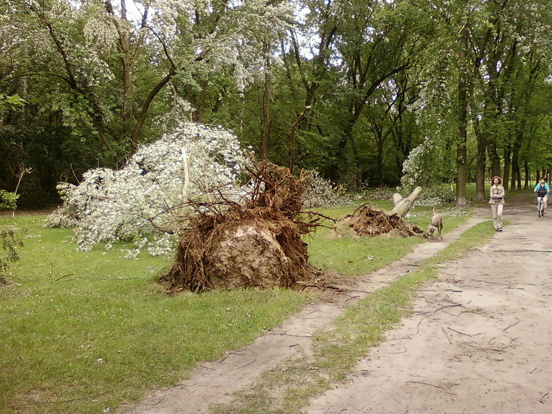 Powalone drzewa na Zdrowiu