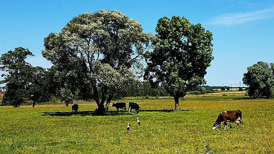 Łąka między Żarowem a Lubowem