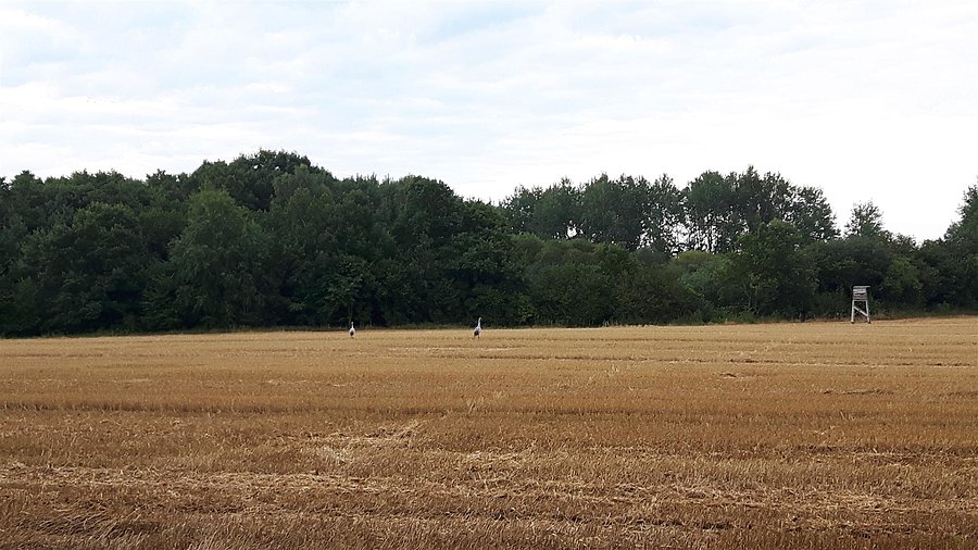 Żurawie na polach zwołują się do odlotu